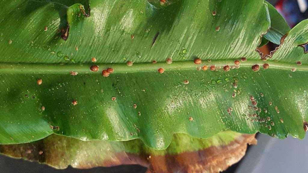 Как избавиться от щитовки на комнатных растениях | клуб цветоводов