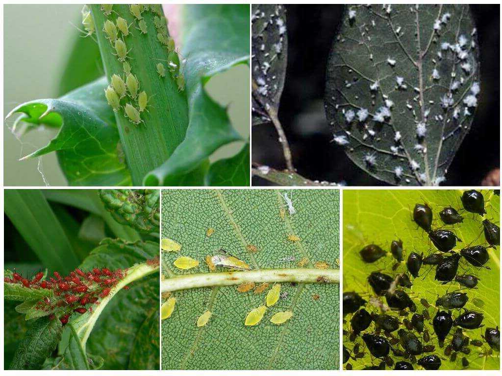 Тля на комнатных растениях: как бороться в домашних условиях и успешно избавиться от нее, чем обработать цветы, чтобы ее уничтожить, а также фото, как она выглядит selo.guru — интернет портал о сельском хозяйстве
