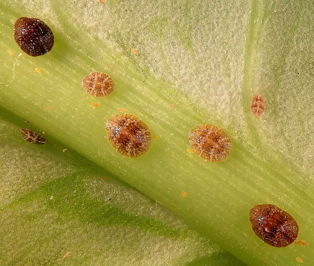 Как избавиться от щитовки: как обнаружить, чем опасна, профилактика появления, народные методы борьбы, химические препараты