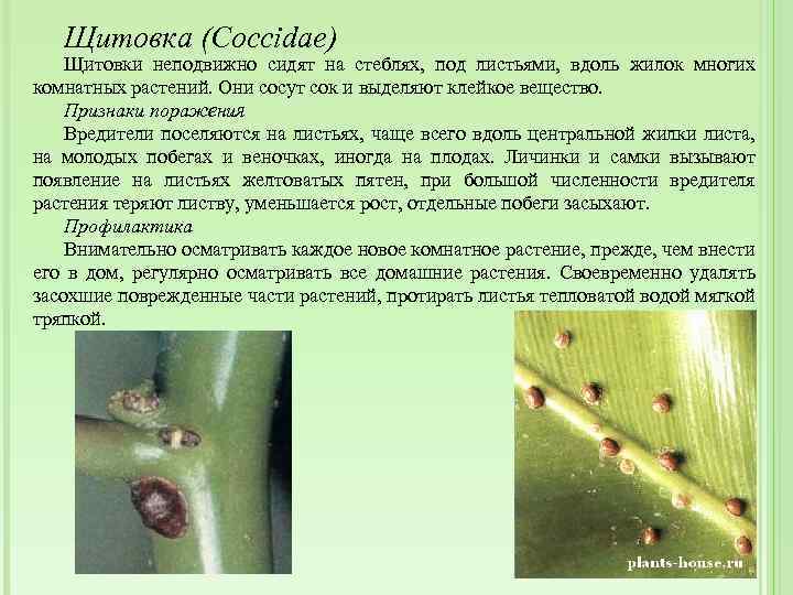 Щитовка на комнатных растениях: причины появления и меры борьбы