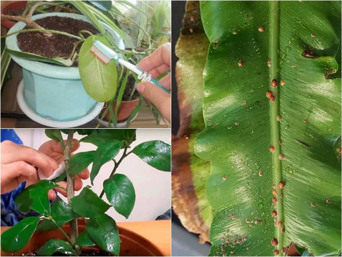 Щитовка: на комнатных растениях, как бороться в домашних условиях, фото, средство, чем обработать (лечение)