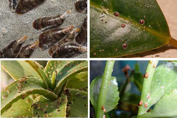 Щитовка на комнатных растениях: фото; как бороться и вывести её с цветов химическими методами, а также как в домашних условиях избавиться с помощью традиционных мер? selo.guru — интернет портал о сельском хозяйстве