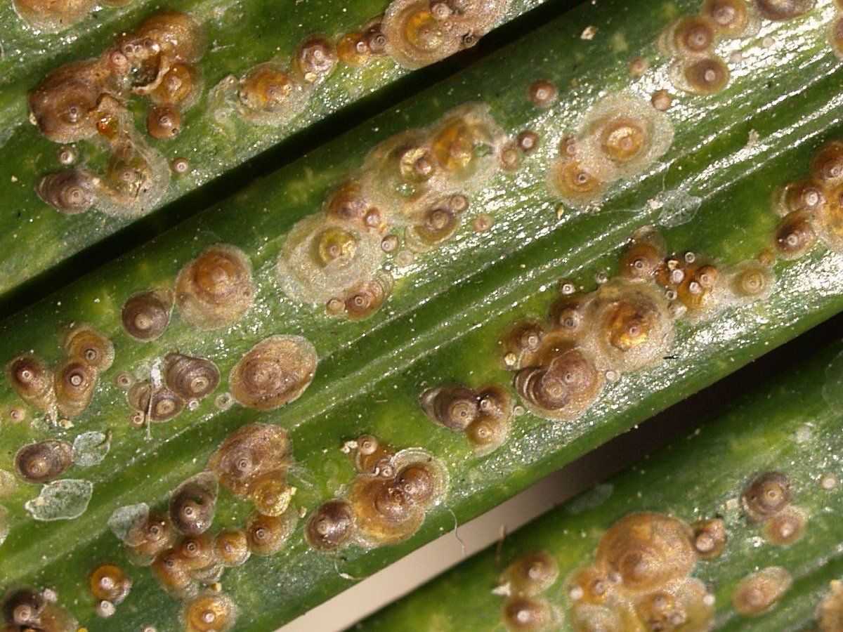 Щитовка на комнатных растениях: как выглядит на фото, как избавиться народными средствами, как бороться с помощью препаратов, и методы борьбы, лечение, профилактика