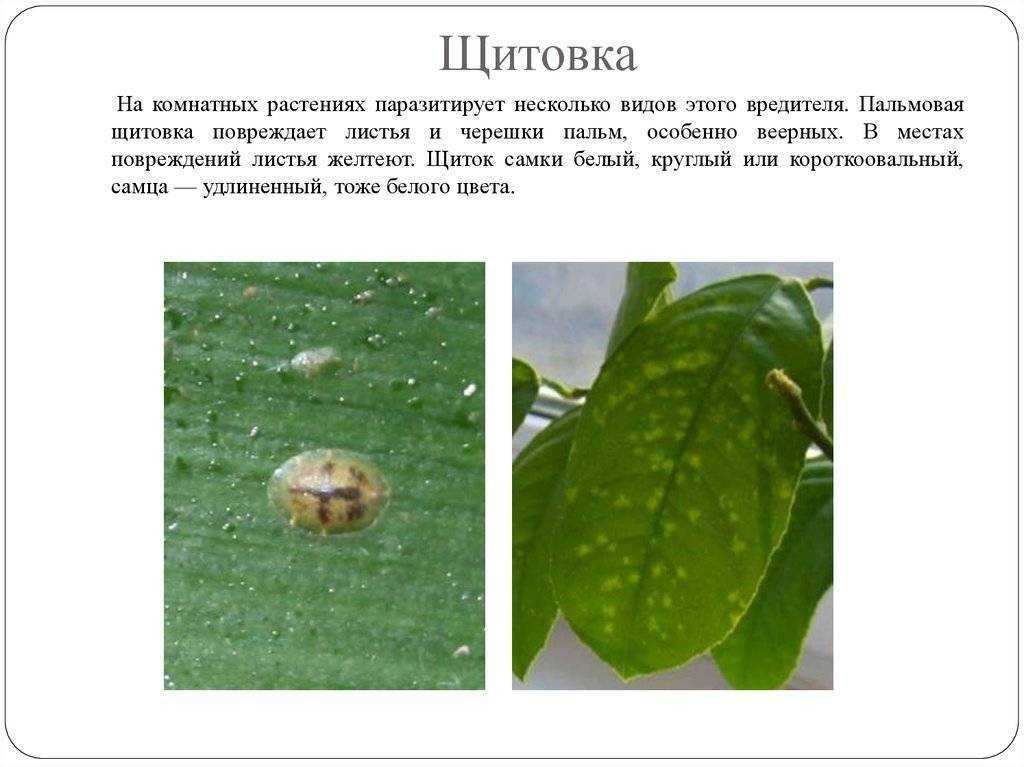 Средства от щитовок на комнатных растениях: как бороться с насекомыми при помощи актары, виталюра, перекиси водорода, спирта, других препаратов и народных способов? selo.guru — интернет портал о сельском хозяйстве