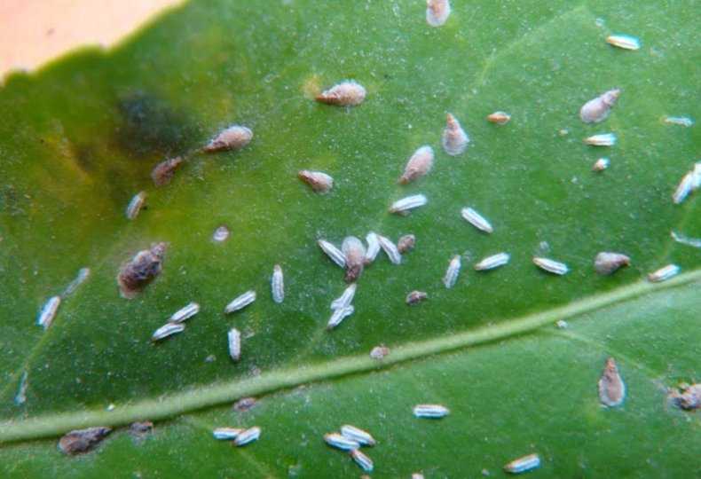 Спасаем растения от щитовок и ложнощитовок