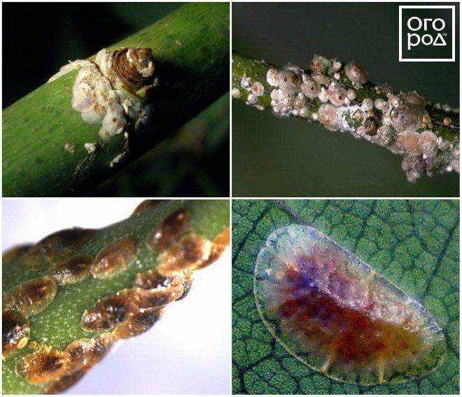 Как навсегда избавиться от щитовки на комнатных цветах