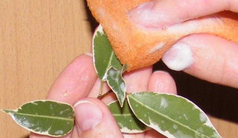 Щитовка selo.guru — интернет портал о сельском хозяйстве