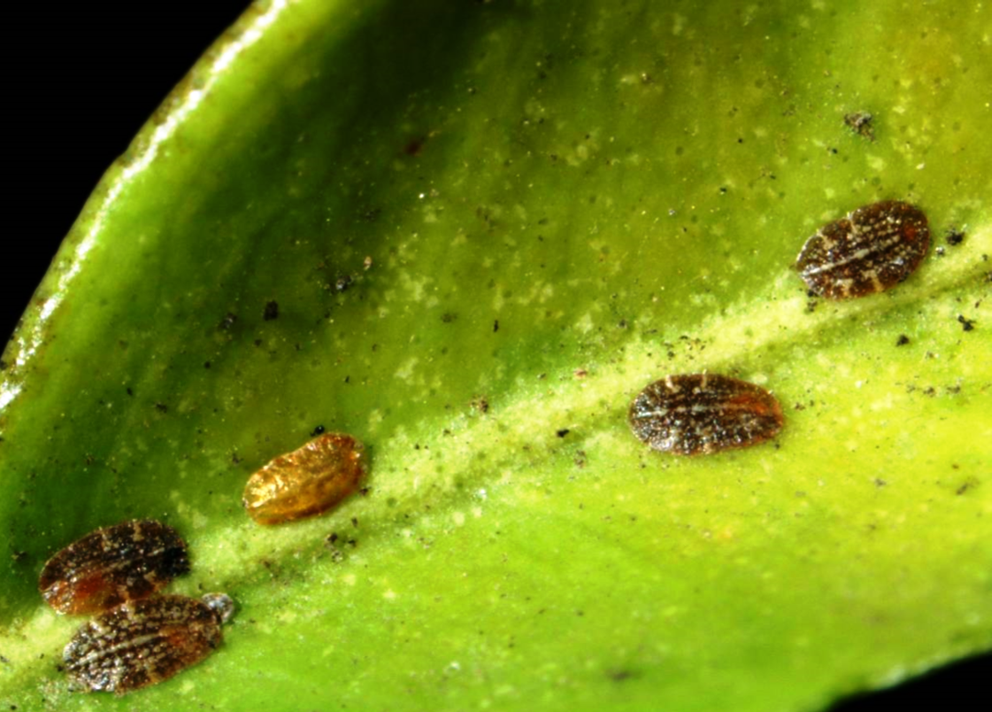 Как избавиться от щитовки на комнатных растениях: способы и рекомендации