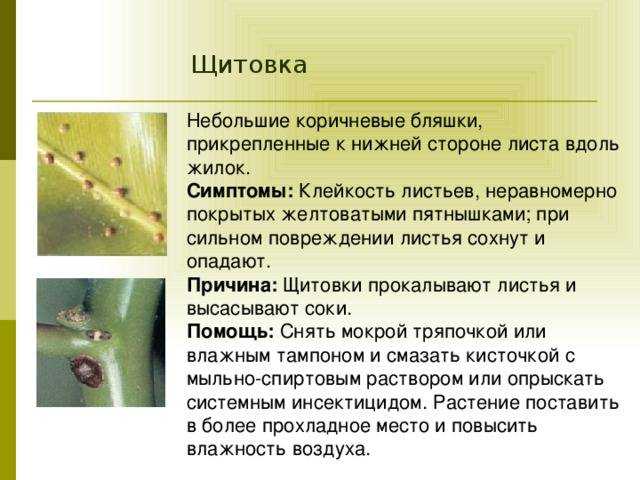 Щитовка на комнатных растениях: описание, чем опасна, как бороться