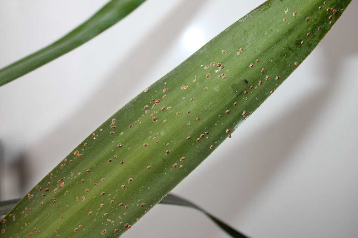 Щитовка на комнатных растениях — как избавиться, химические препараты и народные методы