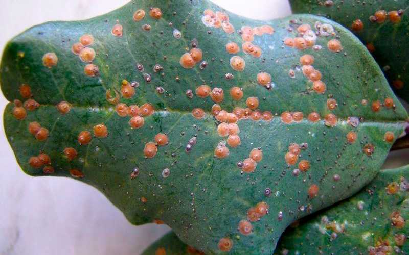 Щитовка на комнатных растениях – как бороться, почему появляется + фото
