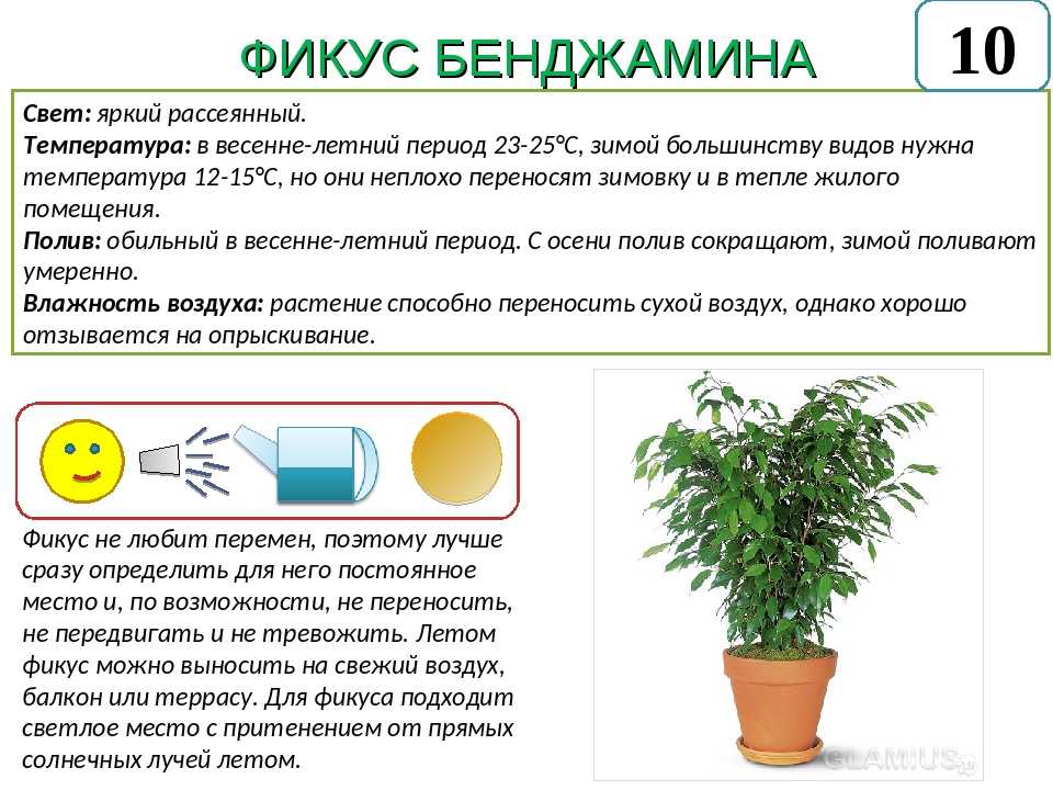 Уход за фикусом в домашних условиях: все о содержании дерева, выборе грунта, поливе, размножении, и что любит комнатное растение, как правильно ухаживать за цветком?