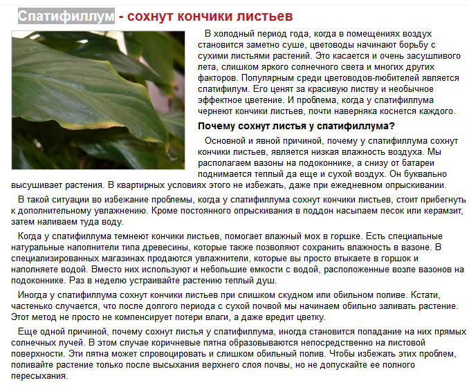 Почему желтеют листья у комнатных растений Что делать, когда у домашних растений желтеют кончики Меры профилактики пожелтения листьев, причины, от чего появляются пятна, – в нашей статье.