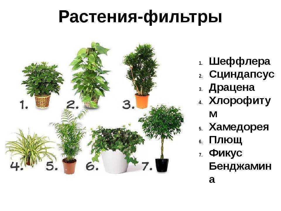 Комнатные растения, очищающие воздух, – что будет в этом списке Какие доступные домашние цветы хорошо чистят воздух в квартире Сколько растений должно быть в комнате для очистки воздуха Как за ними ухаживать