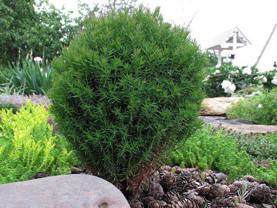 Туя западная тедди - описание, фото, посадка и уход | artem-sad.ru