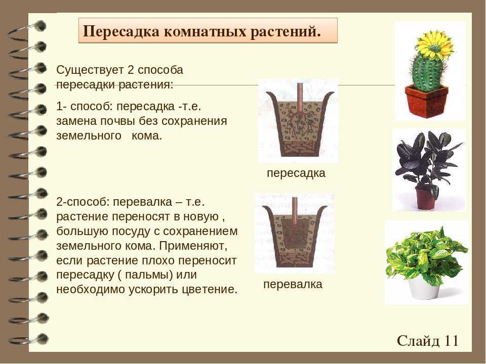 Стапелия: фото цветка и уход в домашних условиях, популярные виды и их названия