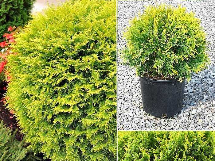 Разновидности туй в ландшафтном дизайне, особенности их посадки и ухода