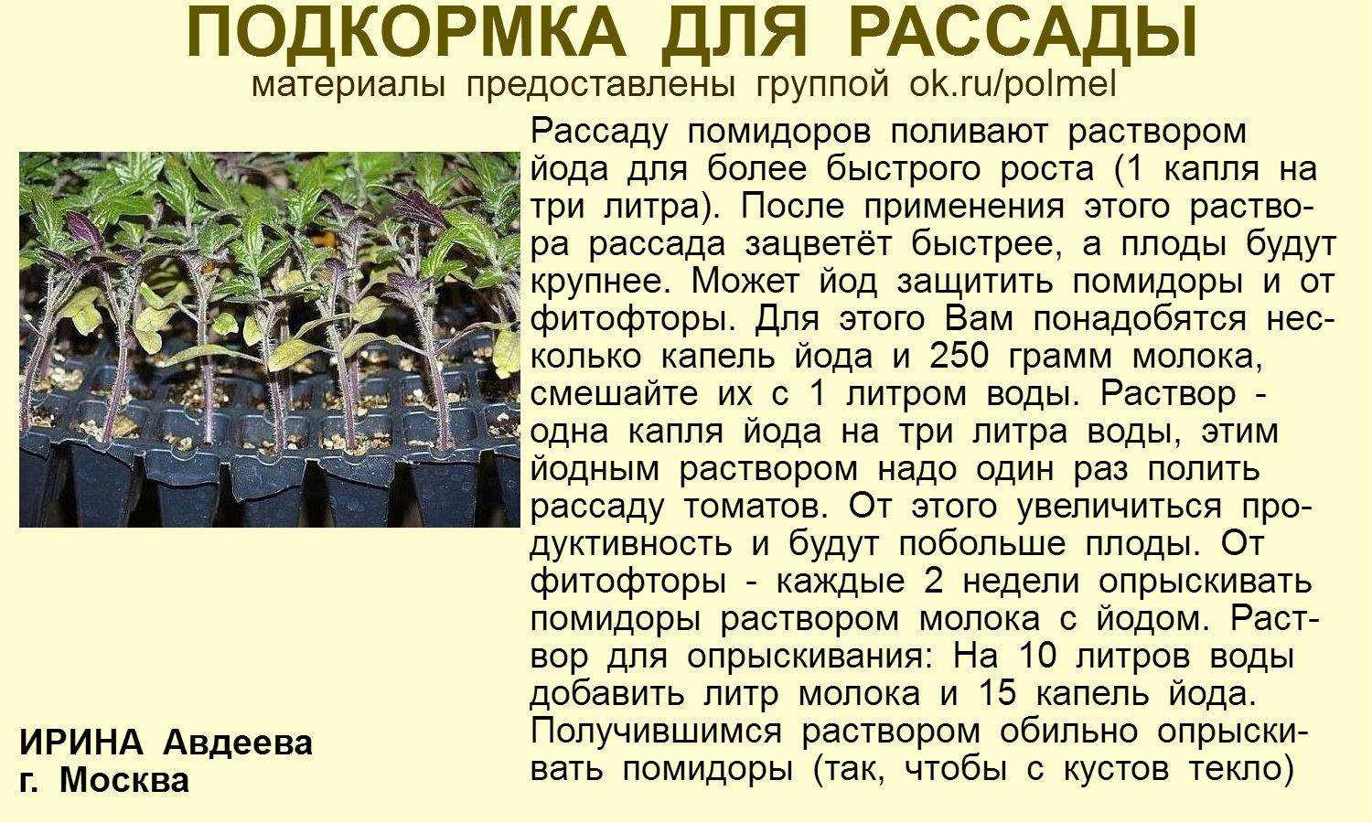 Подкормка домашних цветов сахаром, пропорции и рецепты