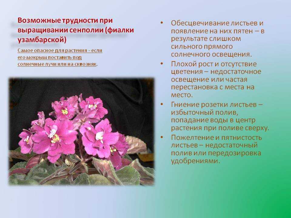 Узамбарская фиалка – родина растения и история происхождения комнатного цветка. Особенности культуры, тонкости выращивания и ухода за растением. Вредители и болезни, распространенные сорта фиалки.