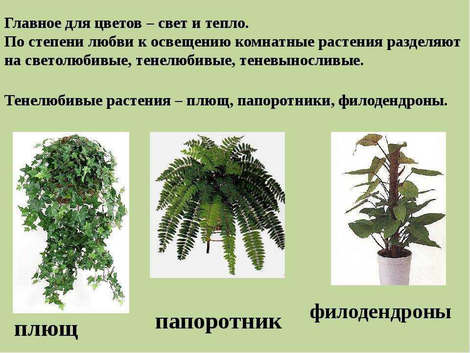 Гузмания: уход в домашних условиях, виды, фото.