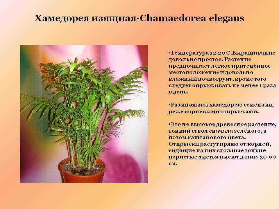 Хамедорея: выращивание, уход, размножение в домашних условиях