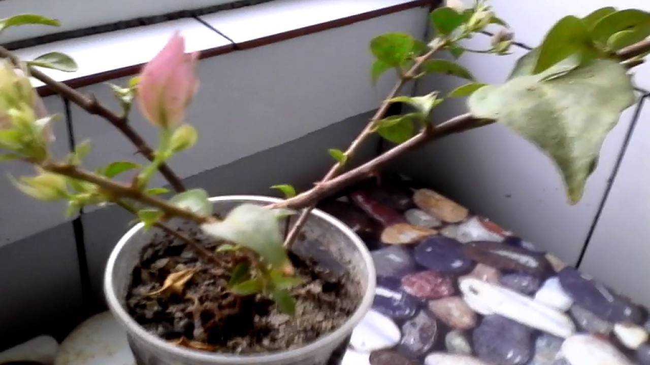 Март 2023 ᐈ 🔥 (+41 фото) бугенвиллия фото и уход в домашних условиях