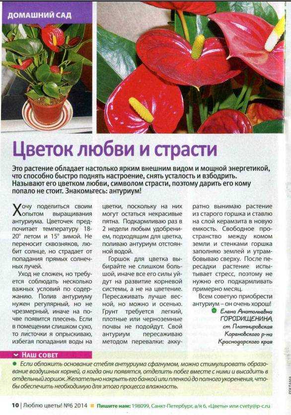 Антуриум пересадка в домашних условиях после покупки, плановая
