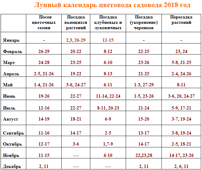Особенности и правила пересадки комнатных цветов