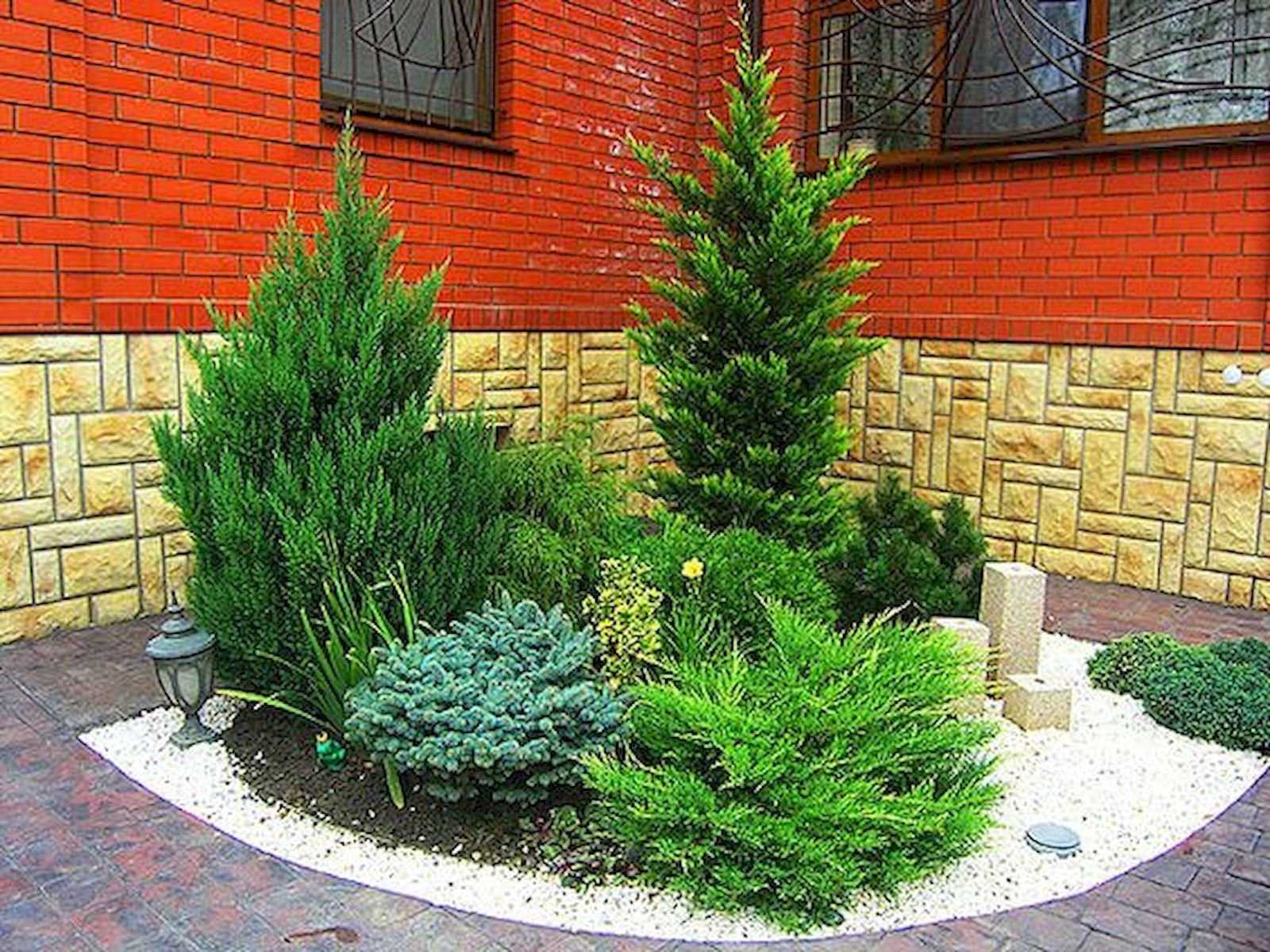 Комнатная туя: сорта с описанием и фото, уход в домашних условиях