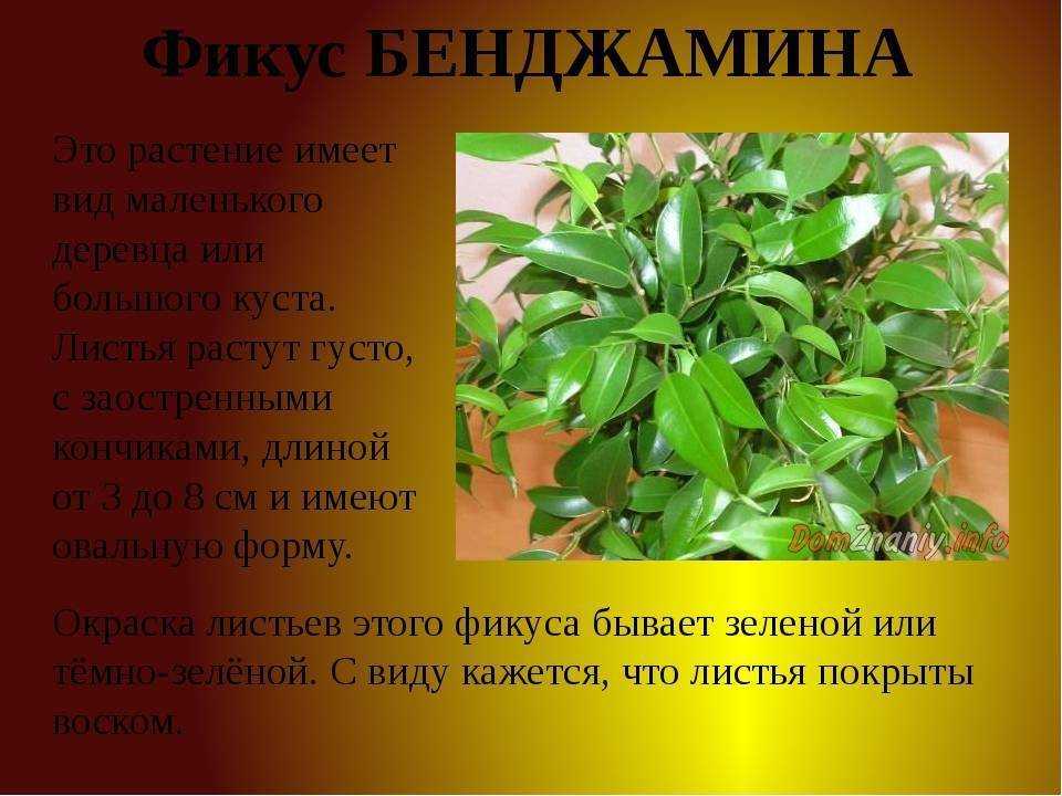 Фикус "лировидный" (лирата) :фото, уход в домашних условиях, болезни и вредители selo.guru — интернет портал о сельском хозяйстве