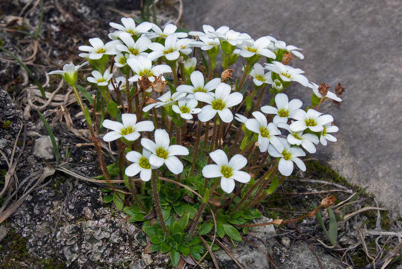 Камнеломка комнатная посадка и уход, фото сортов, выращивание и размножение