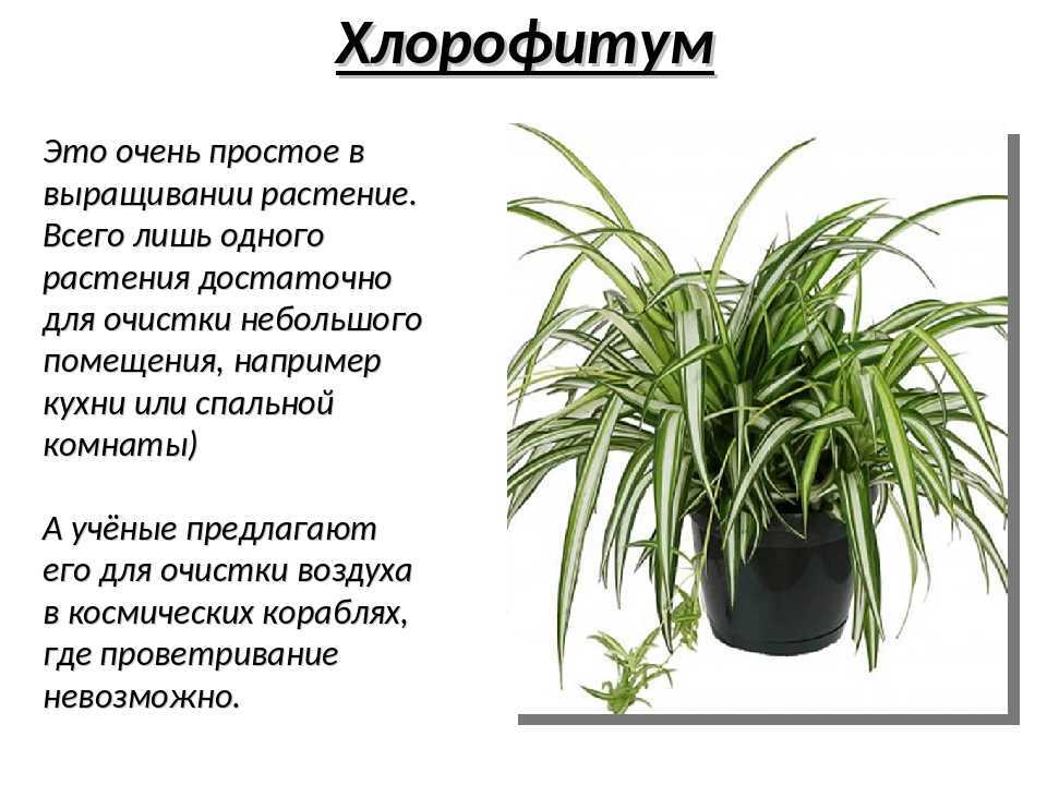 Луковичные комнатные цветы - фото, названия и описания (каталог)
