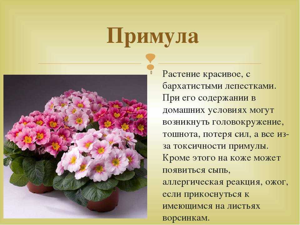 Примула комнатная: выращивание и уход в домашних условиях, фото