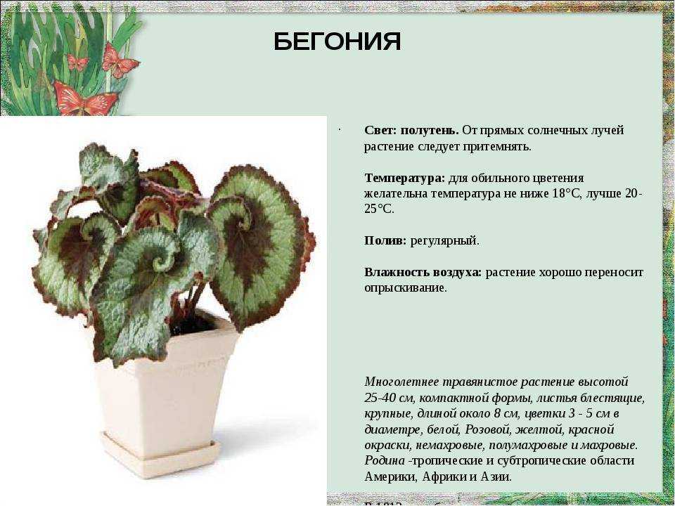 Комнатные цветы - фото и названия, каталог лучших комнатных растений