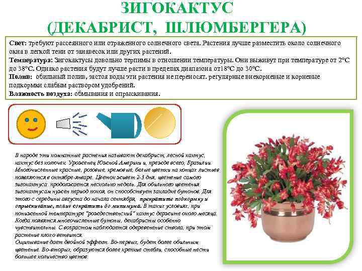Уход за кактусами в домашних условиях