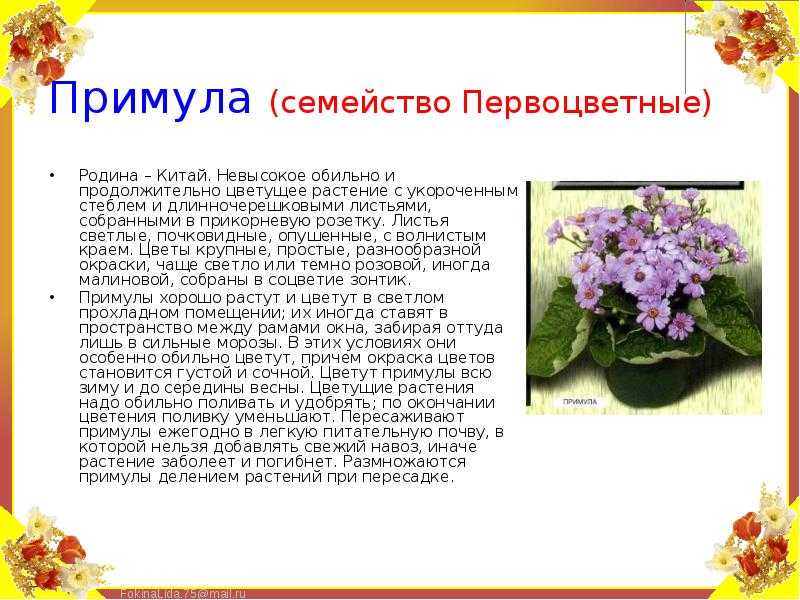 13 комнатных растений, которые легко вырастить из семян в домашних условиях. фото — ботаничка