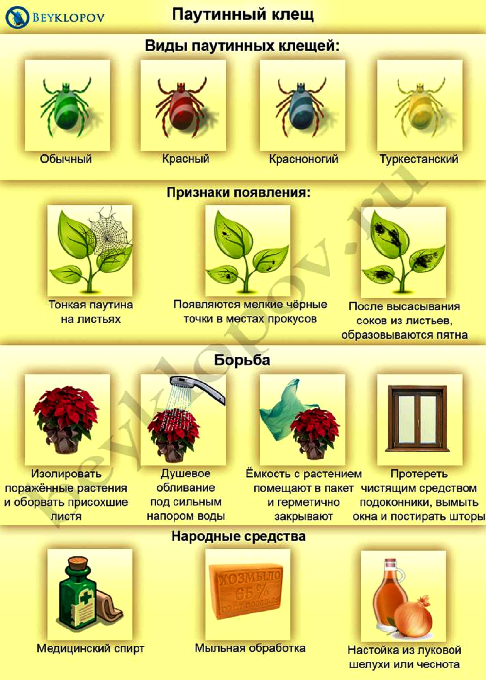 Паутинный клещ на комнатных растениях: как выглядит, фото, как бороться?