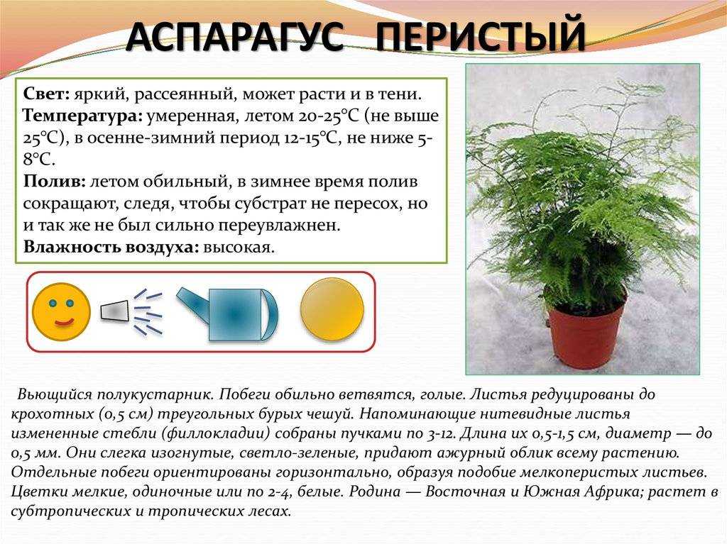 Зеленый папоротник: описание и уход в домашних условиях. лечение болезней и борьба с вредителями
