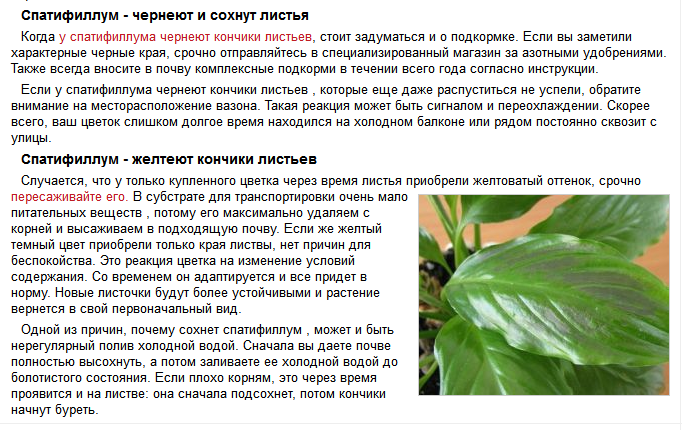 Желтеет спатифиллум: листья и кончики, цветок и стебель, фото и причины, почему это происходит, советы, что делать, и уход за "женским счастьем" в домашних условиях selo.guru — интернет портал о сельском хозяйстве