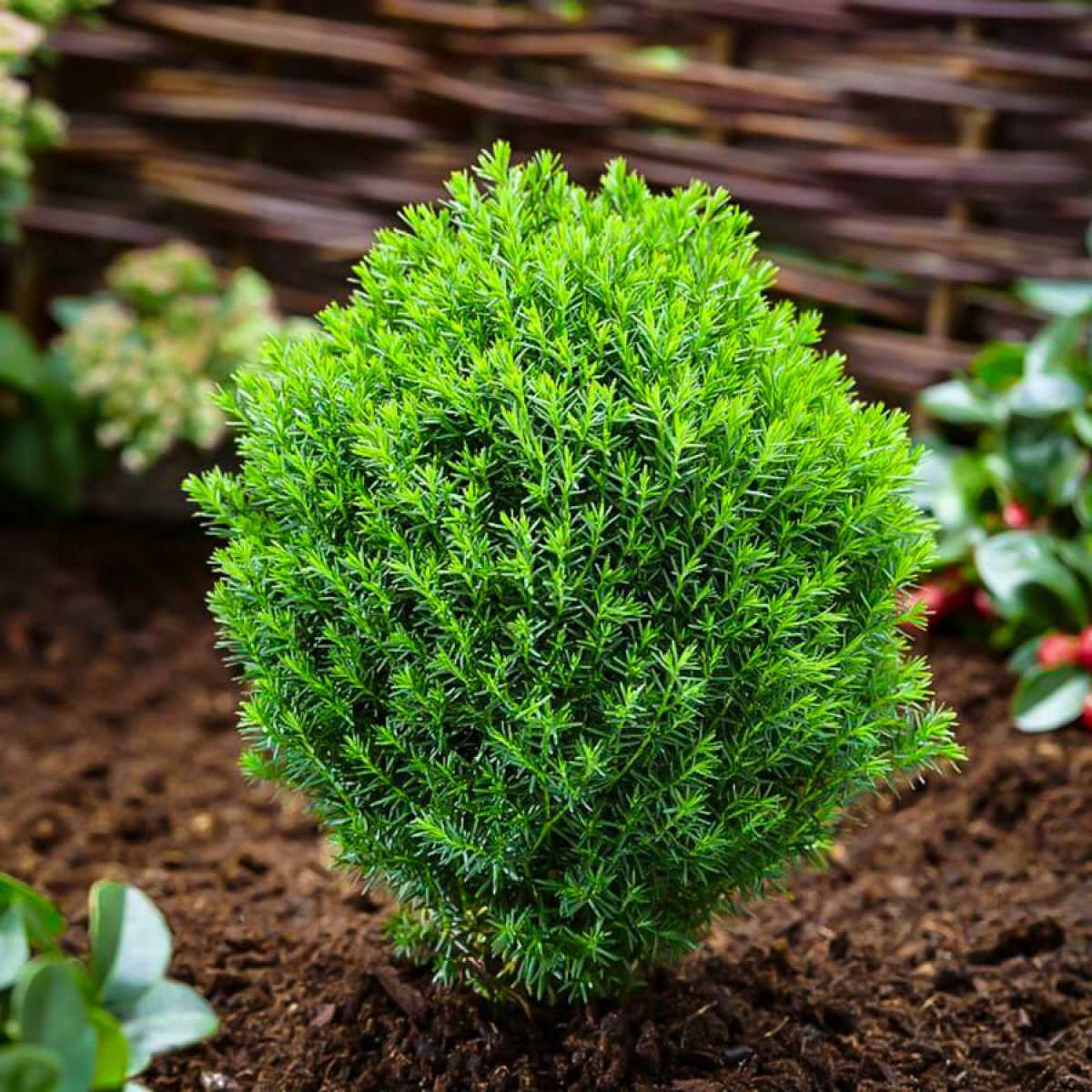 Туя тедди шаровидная (teddy): посадка и уход, фото в ландшафтном дизайне