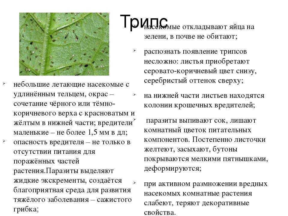 Почему в орхидее завелись мошки: что делать и как от них избавиться? появились мошки в орхидее – как избавиться в домашних условиях?