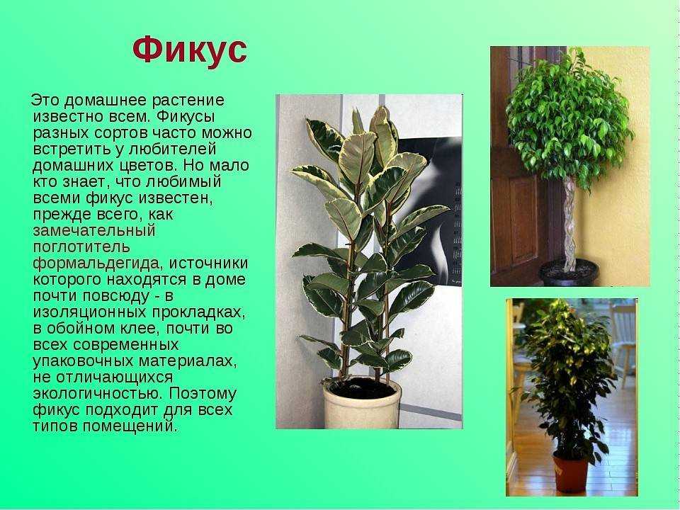 Фикусы: 41 разновидность с фото, описаниями и названиями