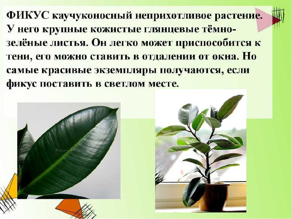 Выбираем идеальный комнатный фикус