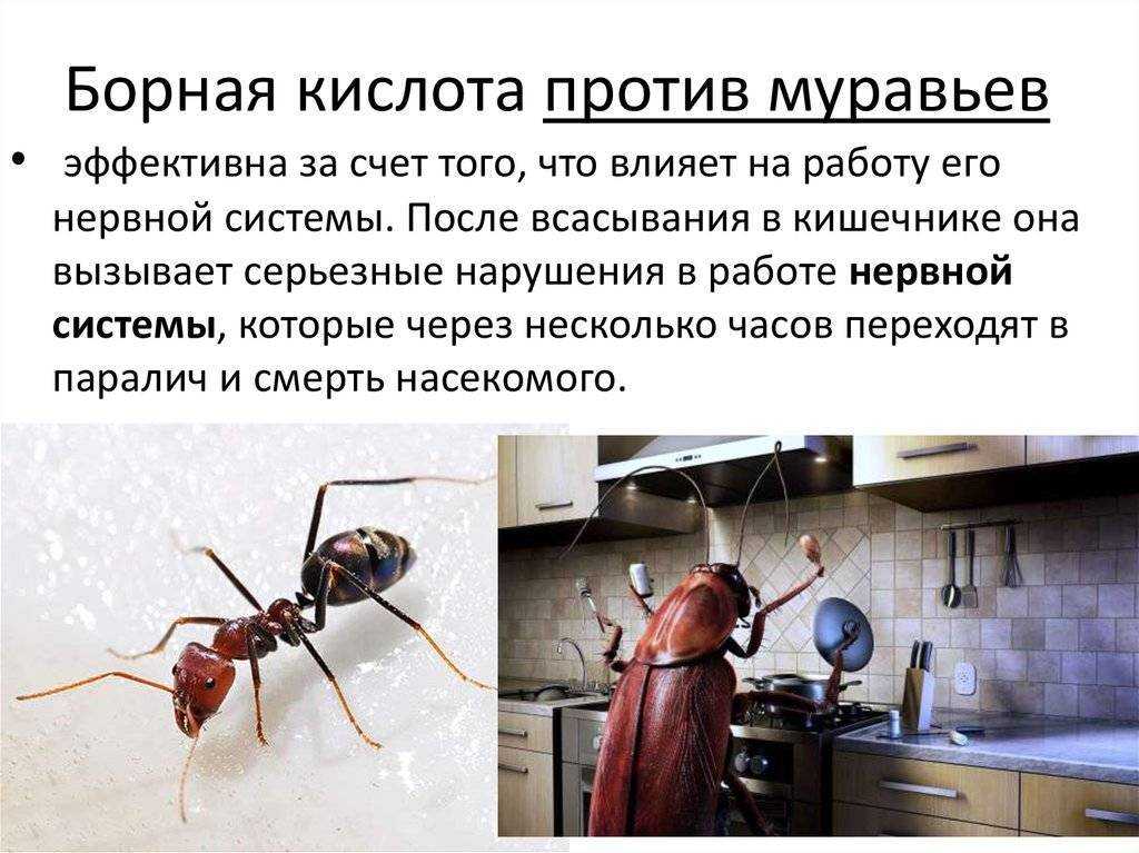 Борная кислота очень часто используется для борьбы с насекомыми. Как использовать ее, чтобы избавиться от муравьев в доме Какие есть популярные рецепты с этим препаратом Как избавиться от муравьев в домашних условиях Как не допустить их появления дома