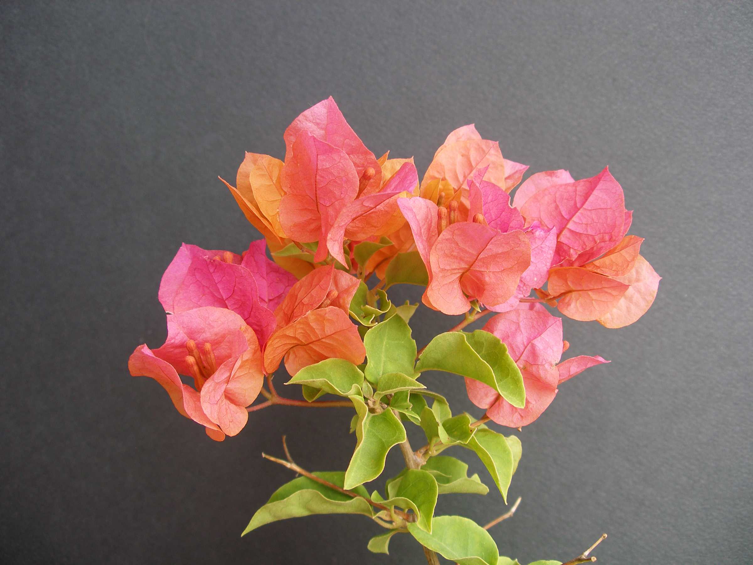 Какие комнатные растения легко размножить листом? названия, описания и фото — ботаничка