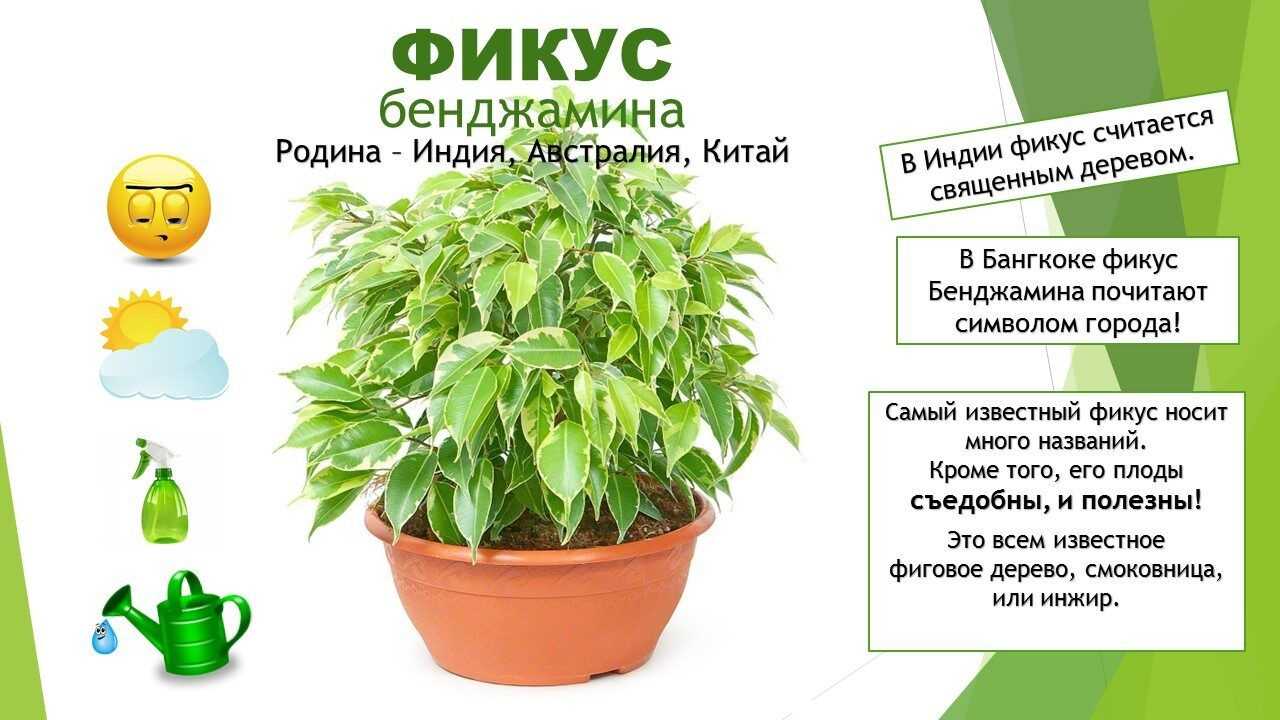 Фикус бенджамина: уход в домашних условиях, пересадка и размножение, фото