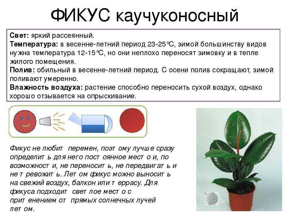 Фикус