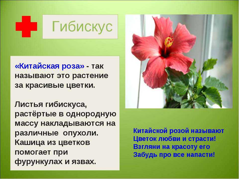 Как ухаживать за китайской розой в домашних условиях (фото) - roza-i-fialka.ru