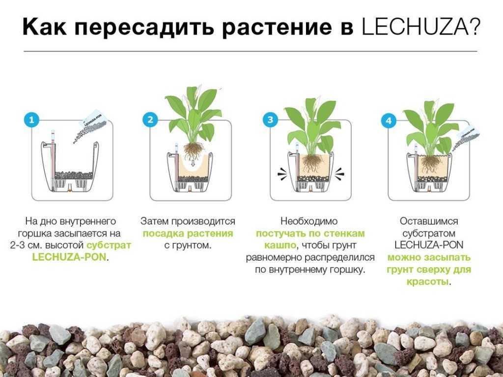 Стапелия: выращивание и уход в домашних условиях, фото комнатного растения, пересадка, полив, размножение