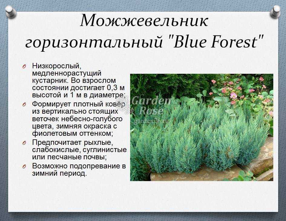 Можжевельник: посадка и уход